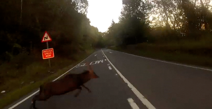 Deer movie still-shot